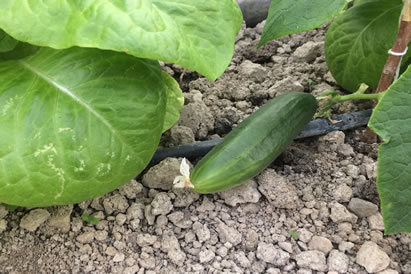 safranbolu özçelik aile pansiyonu