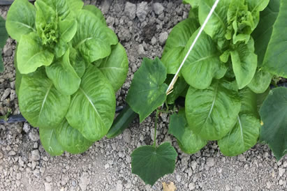 safranbolu özçelik aile pansiyonu