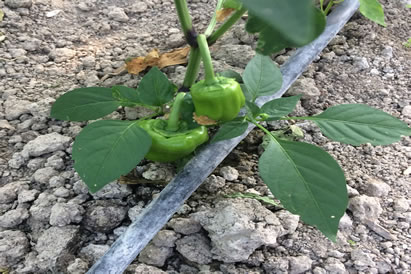 safranbolu özçelik aile pansiyonu