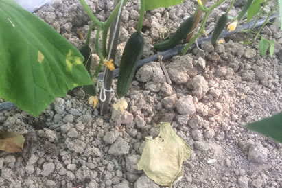 safranbolu özçelik aile pansiyonu