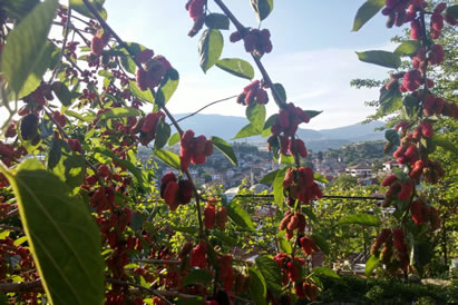 safranbolu özçelik aile pansiyonu