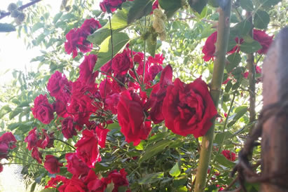 safranbolu özçelik aile pansiyonu