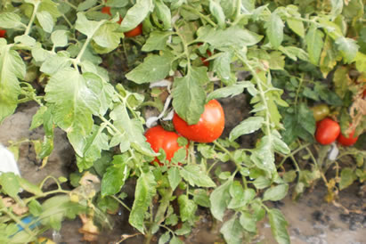 safranbolu özçelik aile pansiyonu