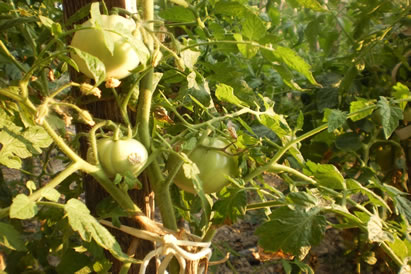 safranbolu özçelik aile pansiyonu